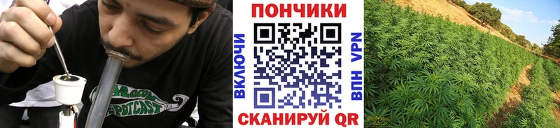Бошки марихуана план  как найти наркотики  Шатура 